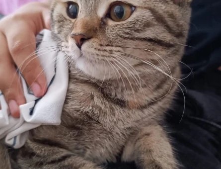 British Shorthair Kedim Dişi Kızgınlıkta Eş Arıyor - 118971678