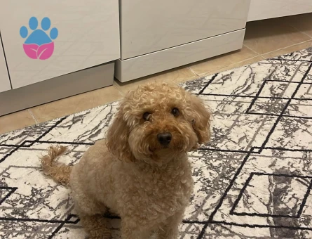 Toy poodle eş arıyoruz dişi