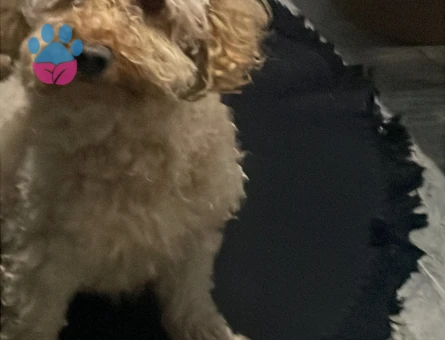 Toy poodle eş arıyoruz dişi