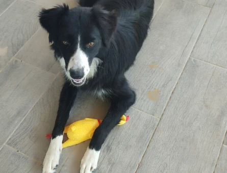 Border collie Antalya/serik - 118979729