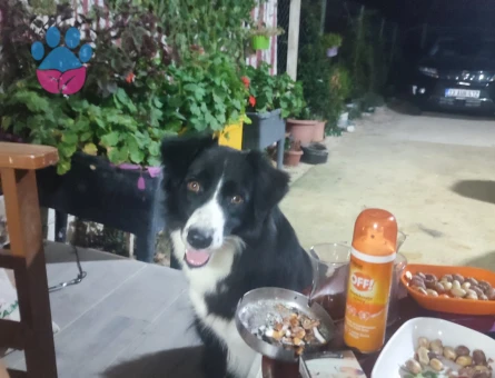 Border collie Antalya/serik