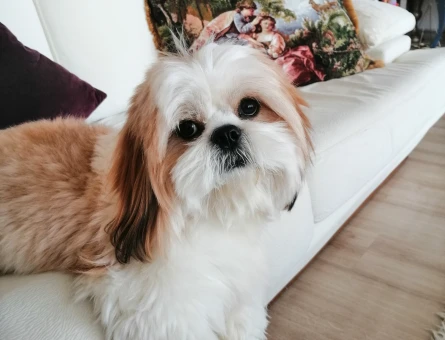 Erkek shih tzu için dişi eş arıyoruz - 118979730