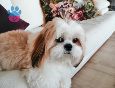 Erkek shih tzu için dişi eş arıyoruz