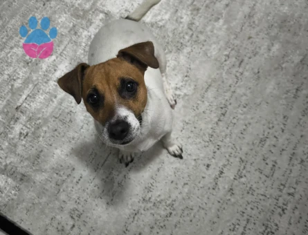 Kızımıza eş arıyoruz