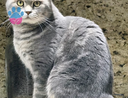 British Shorthair Erkek Kızgınlıkta - 118985114