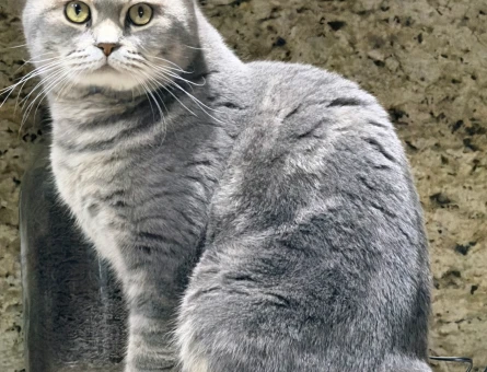 British Shorthair Erkek Kızgınlıkta - 118985114
