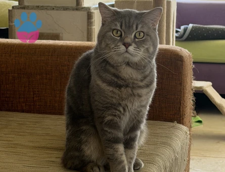 British Shorthair Erkek Kızgınlıkta - Görsel 4