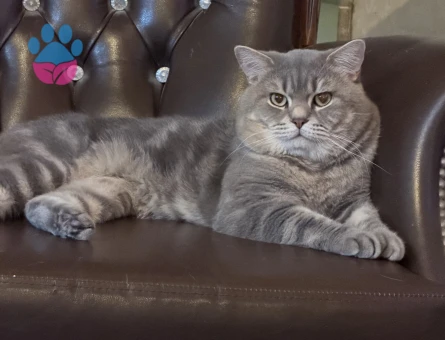 British Shorthair Erkek Kızgınlıkta - Görsel 5
