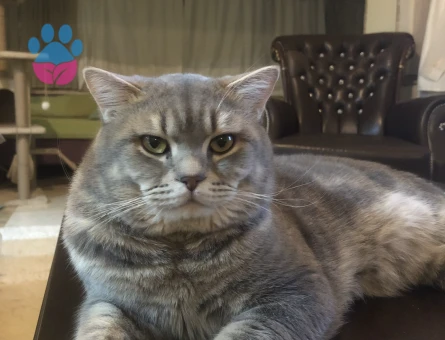 British Shorthair Erkek Kızgınlıkta - Görsel 3