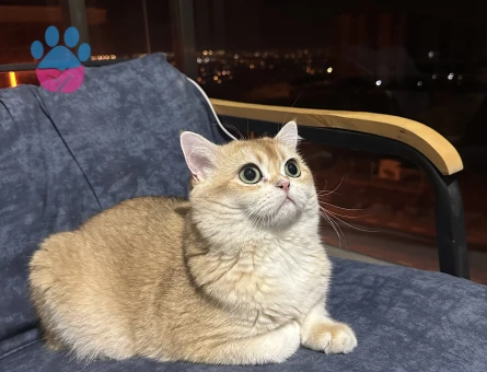 14 aylık şecereli oğluma eş arıyorum. - Görsel 3