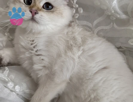 British Longhair Kızım Eş Arıyor - Görsel 2