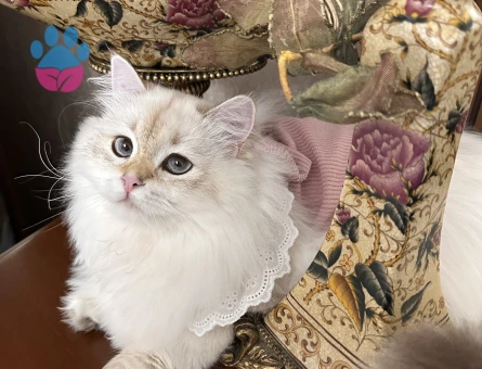 British Longhair Kızım Eş Arıyor - Görsel 3