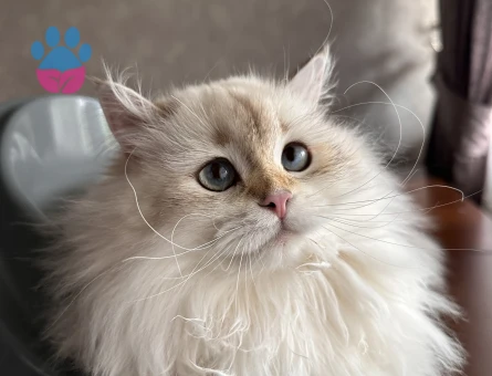 British Longhair Kızım Eş Arıyor - Görsel 4