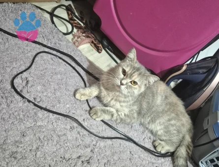 British Shorthair Lindam eş arıyorum - 118985121