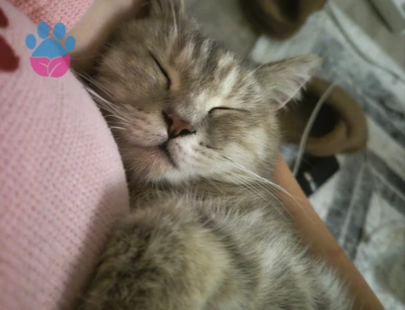 British Shorthair Lindam eş arıyorum - Görsel 3