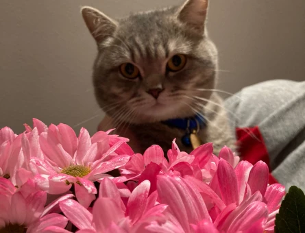British Shorthair Oğluma Eş Arıyorum - 118972216