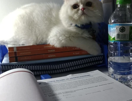 İran kedisi oğluma eş ariyoruuum - 118972218