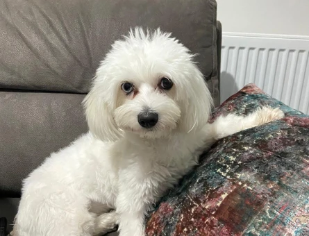 Maltese dişi kızımıza eş arıyoruz - 118972224