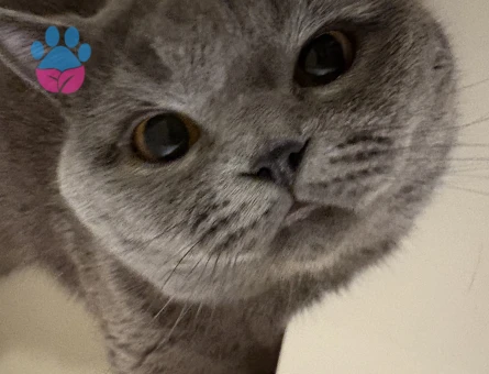 Ziba beyefendiye eş arıyoruz