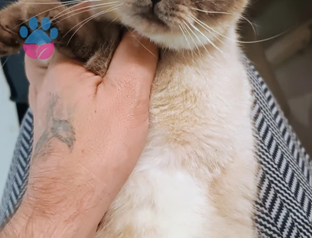 Scotish Fold Black Point NS33 1,5 yaşında dişi