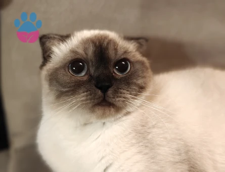 Scotish Fold Black Point NS33 1,5 yaşında dişi