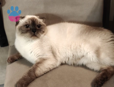 Scotish Fold Black Point NS33 1,5 yaşında dişi