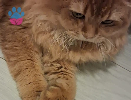 Oğluma eş arıyorumm