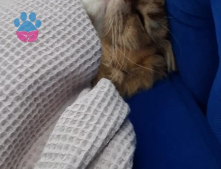 Oğluma eş arıyorumm