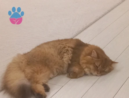 Oğluma eş arıyorumm