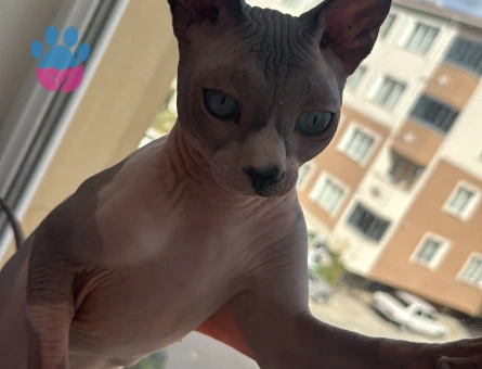 Oğluma dişi arıyoruz