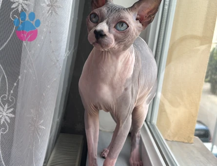 Oğluma dişi arıyoruz