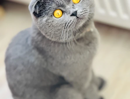Scottish Fold Oğluşum için eş arıyorum - 118972640