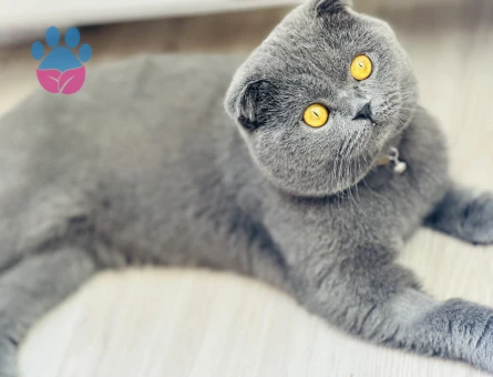 Scottish Fold Oğluşum için eş arıyorum