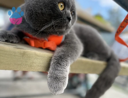 Scottish Fold Oğluşum için eş arıyorum
