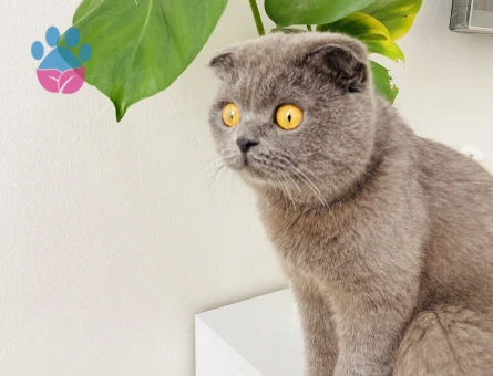 Scottish Fold Oğluşum için eş arıyorum