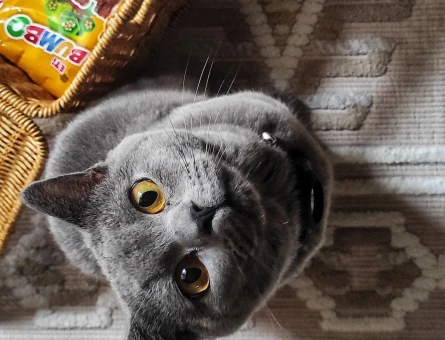 British Kedime Aşılar tam dişi kedi arıyoruz. - 118972643