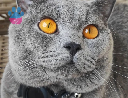 British Kedime Aşılar tam dişi kedi arıyoruz.