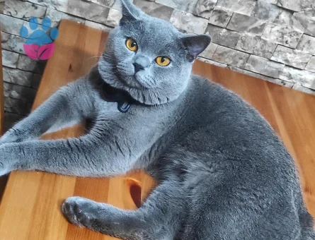 British Kedime Aşılar tam dişi kedi arıyoruz.