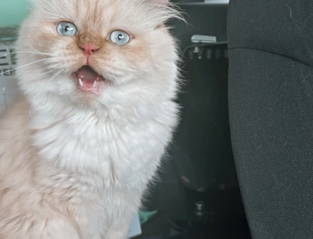 Maine Coon Leo Eş Arıyor - 118972647