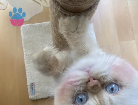 Maine Coon Leo Eş Arıyor