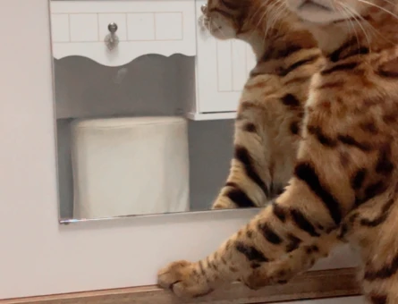 Bengal 1 Yaşında Minnoşa Prens Arıyorum - 118972651