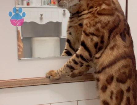 Bengal 1 Yaşında Minnoşa Prens Arıyorum