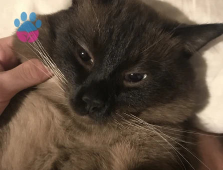 Siyam 1 Yaşında Oğluma Eş Arıyorum