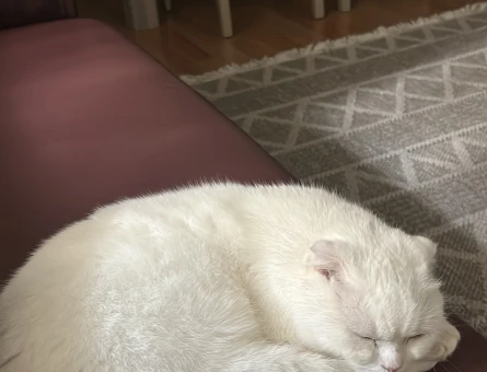 Scottish Fold 2 Yaşında Eş Arıyoruz - 118972655