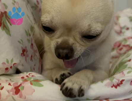 4 Yaşında Köpeğim Kaju İçin Eş Arıyorum