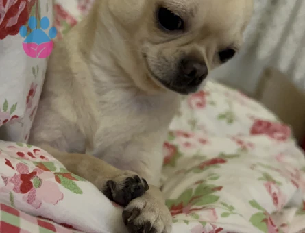 4 Yaşında Köpeğim Kaju İçin Eş Arıyorum