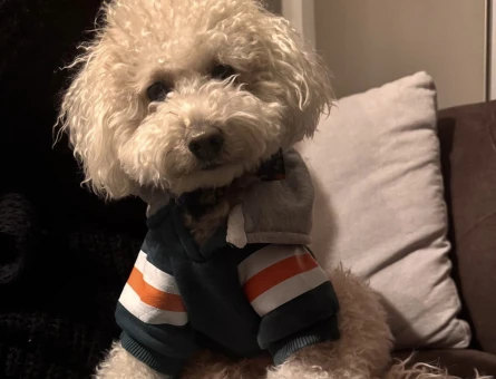Toy Poodle Rio Eş Arıyor - 118972668