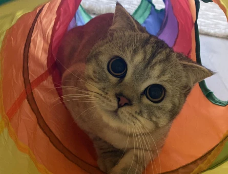 British shorthair 9 Aylık Eş Arıyor - 118972669