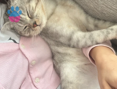 British shorthair 9 Aylık Eş Arıyor