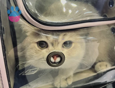 Oğlumuza eş arıyoruz